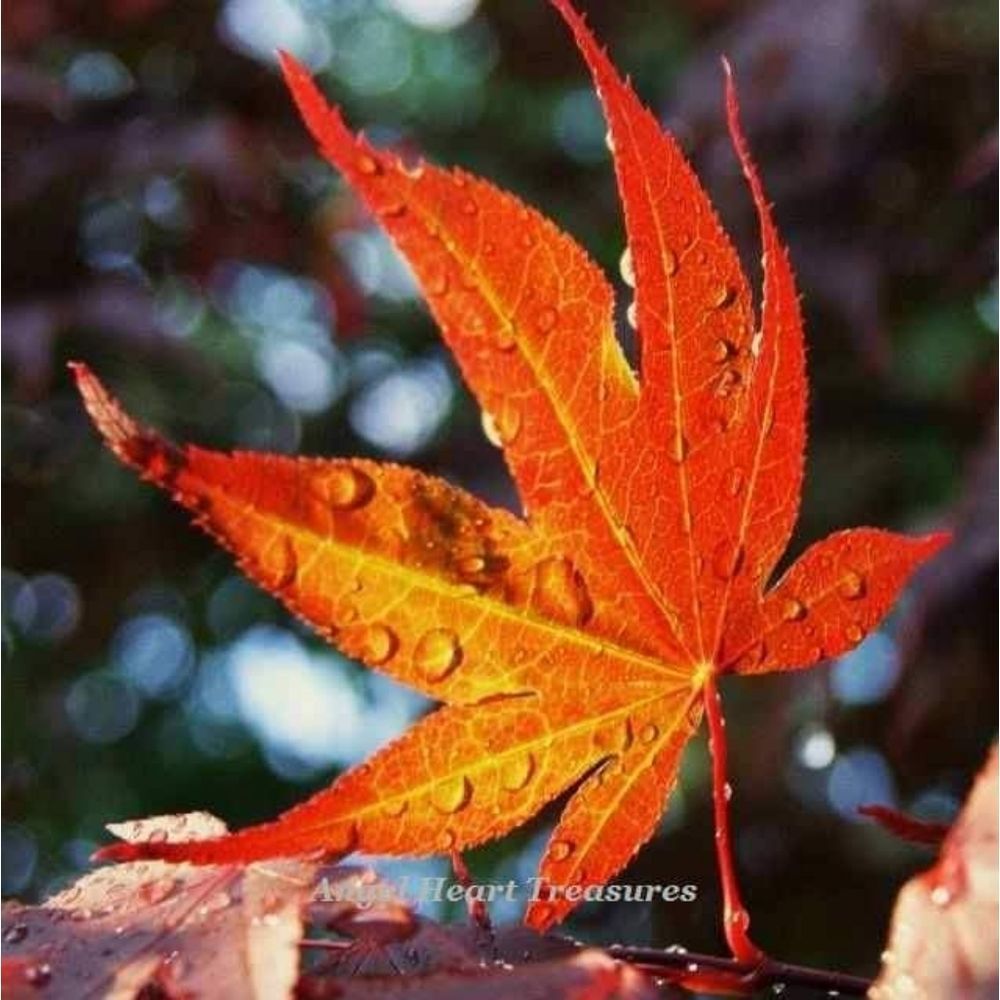 4x6 Original Photography Sunlit Red Maple Leaf